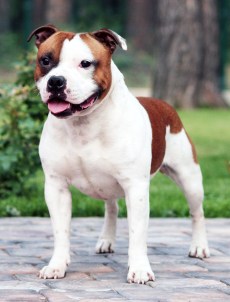 стаффордширский бультерьер